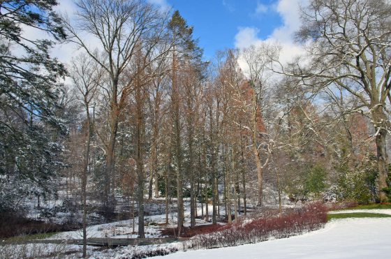 a group of Prarie Sentinel trees located in Pierce's Woods in the winter