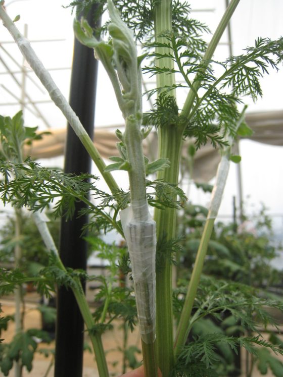 close up of grated mum stems