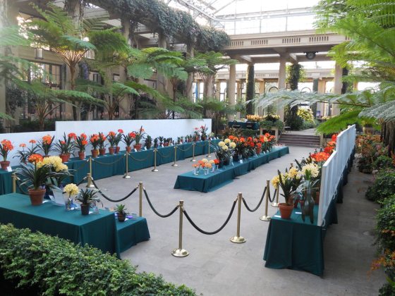 clivia flower show at Longwood Gardens