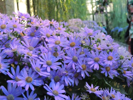 Purple flowers with yellow centers