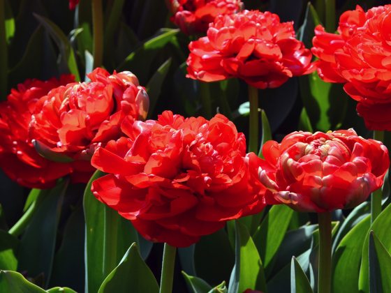 close up of several red tulips