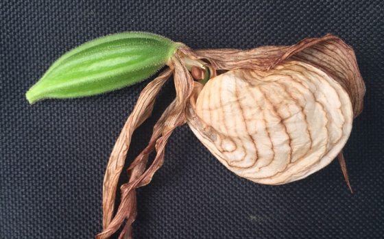 seed pod of orchid, green stem with brown case
