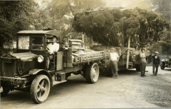 sepia image of a pickup truck hauling a large boxwood