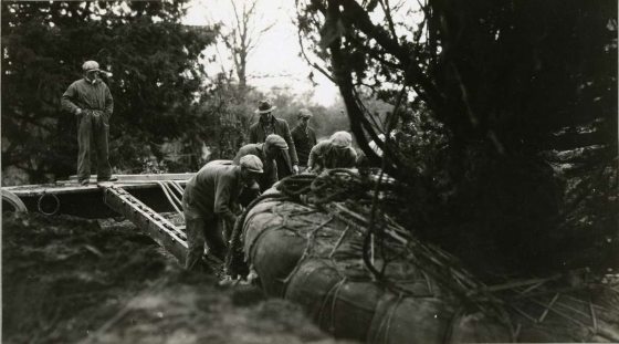 black and white image of people moving a large tree