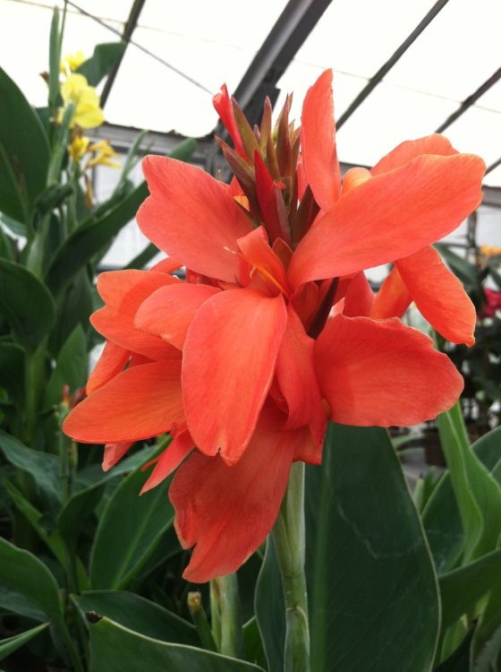 single bloom of a red canna grown at Longwood Gardens