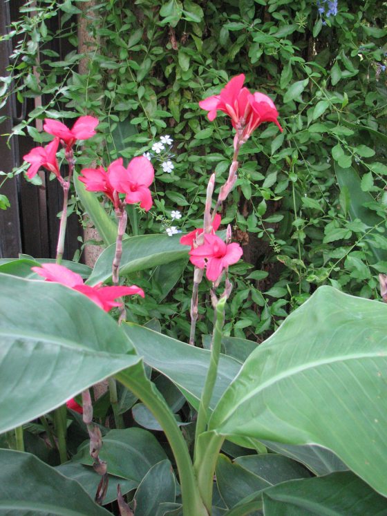 pink blooming canna plants