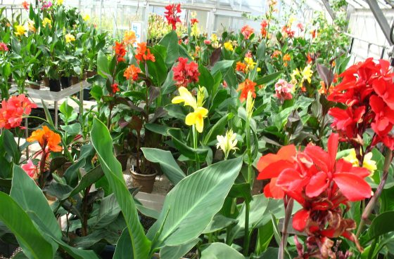 rows of potted cannas on tables in a greenhouse