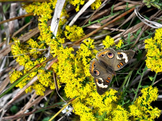 pale brown butterfly with orange, white, purple, and black markings sits on a yellow flower
