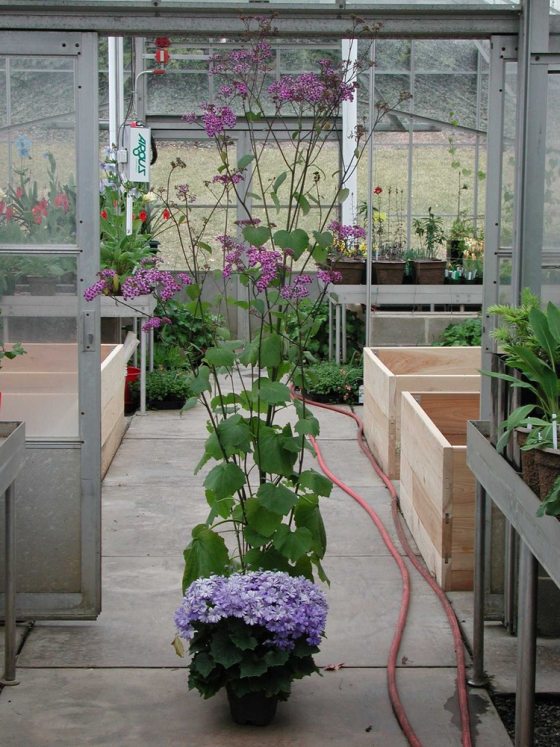 A tall plant with green leaves at the bottom and pink flowers on top stands in a growing greenhouses