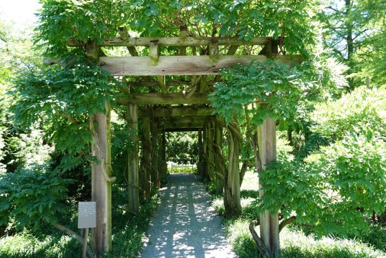 A wooden arbor with vines weaving through the poles 