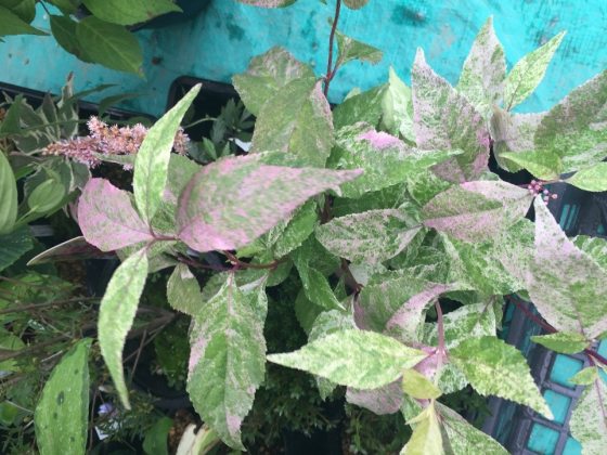 a pink and white variegated beautyberry plan