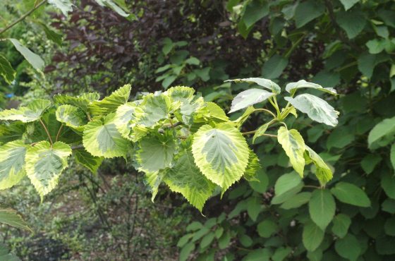 Green variegated form of the handkerchief tree in Japan