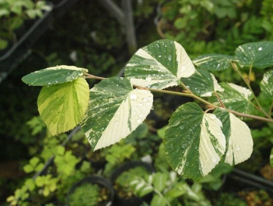 a green variegated winter hazel plant