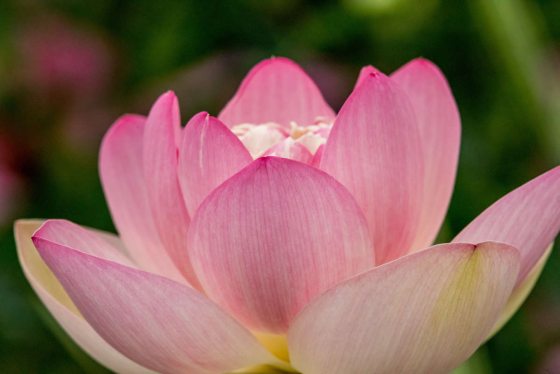 close up of a pink lotus flower