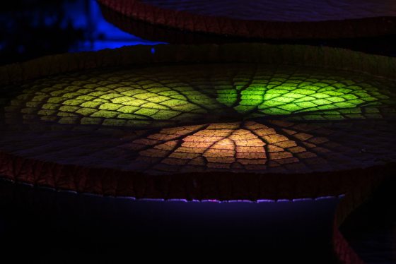 close up of a lily pad illuminated with yellow, green, and orange lights
