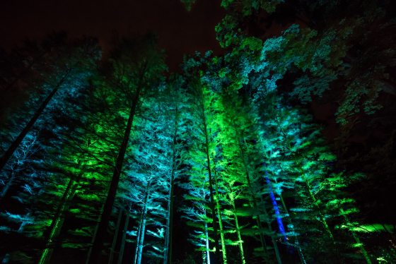 green and blue lights illuminate trees in the forest 