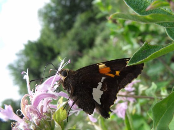 mostly black butterfly with orange and gray markings sits on a pale purple monarda flower
