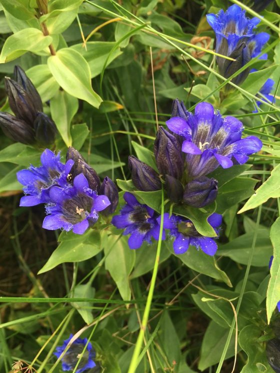 purple flowers on the ground with green leaves around it