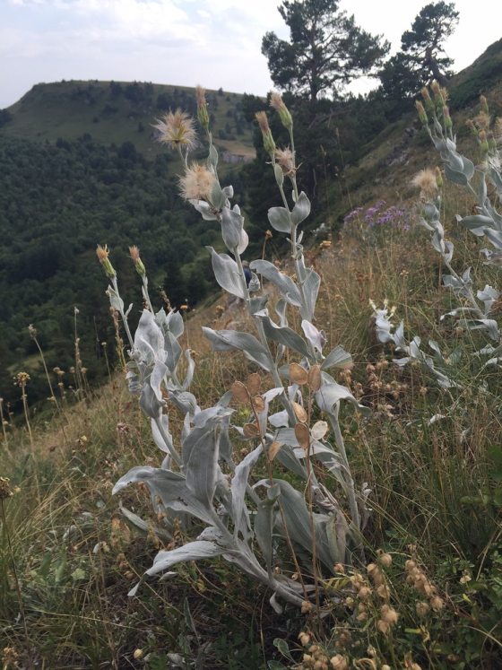 tall silver plant in foreground, mountains in background