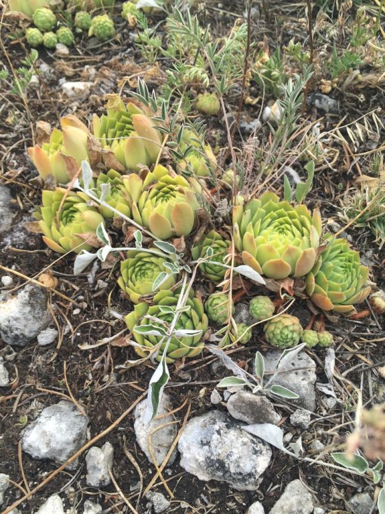 a patch of succulents growing on rocky ground 