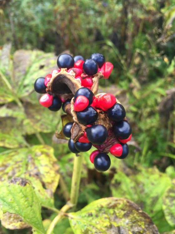 red and black berries on a green stem