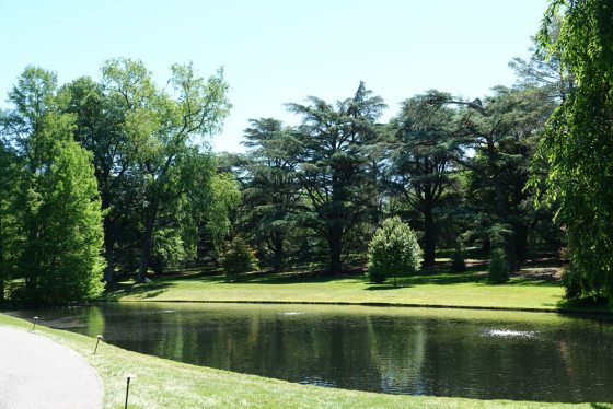 A mall pond with lush trees in the foreground
