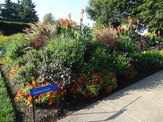 garden plot overflowing with blooms in orange and purple