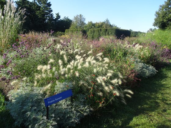 garden plot overflowing with white tipped grasses, silver foliage, and purple blooms