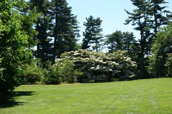 a dogwood tree with white flowers in bloom 