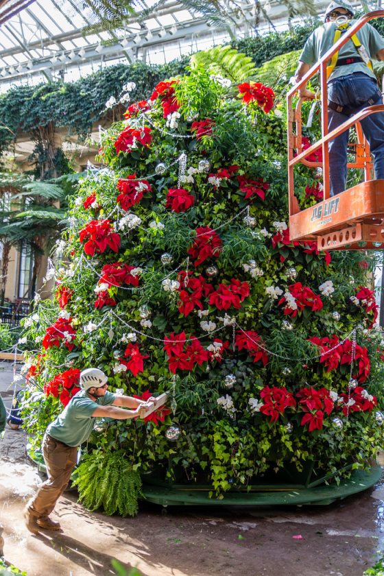 tree of ivy and poinsettia with silver ornaments