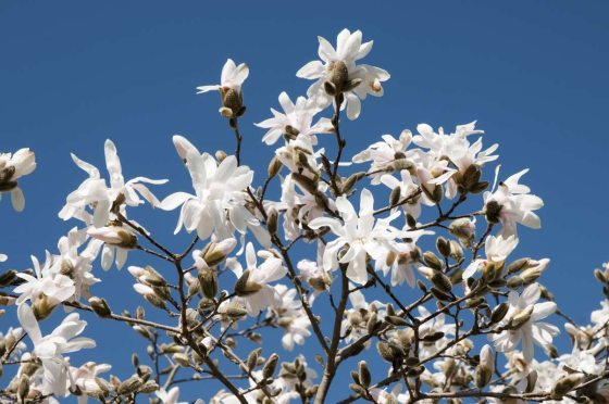 a bunch of white Magnolia stellata flowers against a blue sky