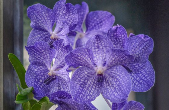 Purple and white Vanda orchids