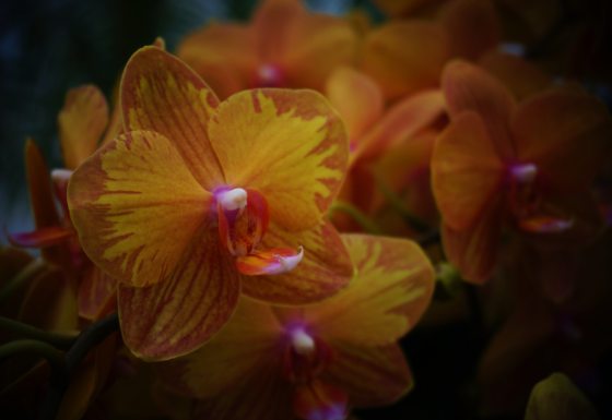 a close up of a vibrant orange orchid with yellow accents