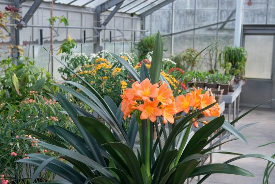 orange clivia displayed inside an indoor greenhouse 