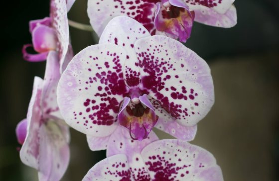 Purple and white Phalaenopsis orchid