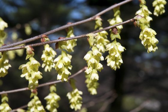 Yellow plants hang from a small thin branch