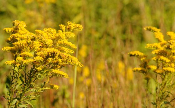 close up of a field of yellow goldenrod