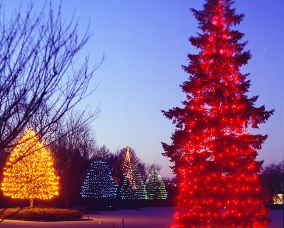 red lit Christmas tree with 4 lit trees behind