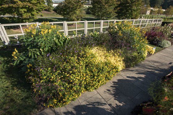 a large flower bed with lush green and yellow florals 