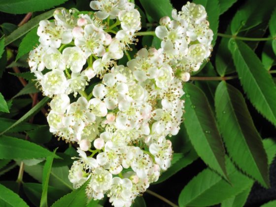 Bunches of small white flowers surrounded by green leaves