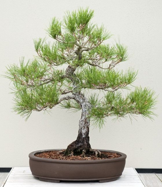 a japanese black pine bonsai on display at Longwood Gardens