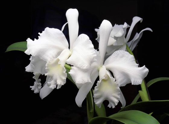white cattleya orchid against a black background