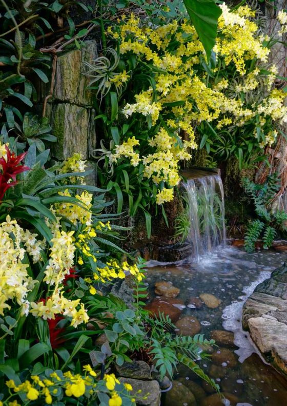 a small waterfall surrounded by cascading yellow orchids 