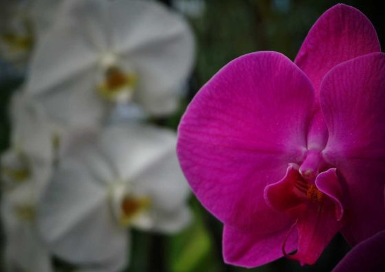 a close up of a striking pink orchid 