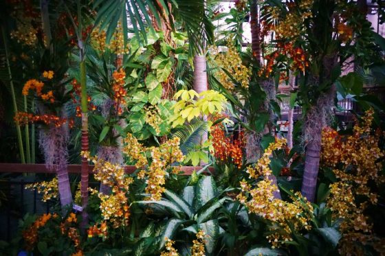 a colorful arrangement of tropical trees, plants, and orchids 
