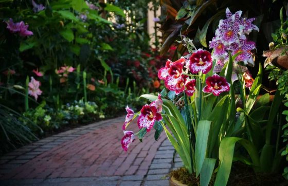 purple and pink orchids planted along a brick pathway