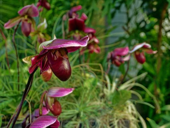 dark red orchids against lush green foliage 