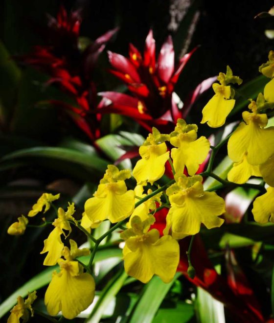 cascading yellow orchids draped over red tropical flowers 