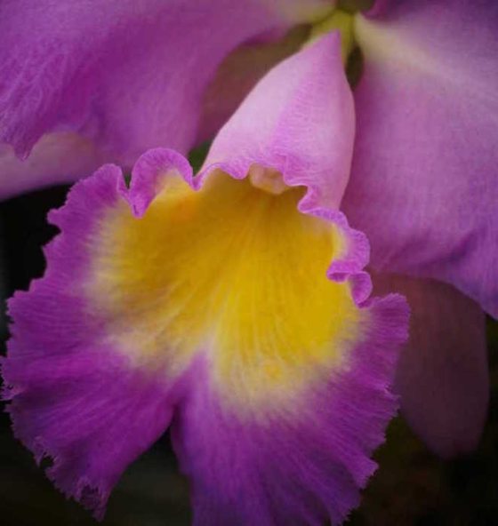 a close up of a purple and yellow orchid flower