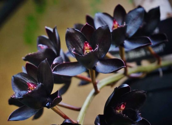 a cluster of nearly black orchid flowers